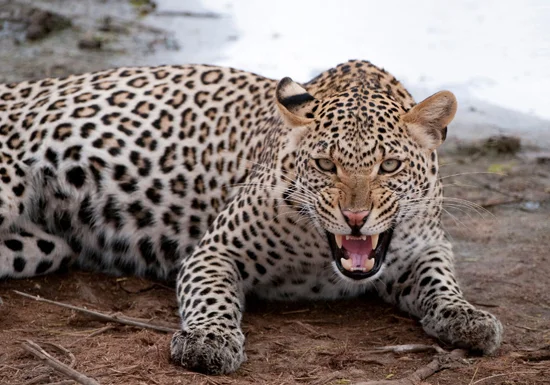 Leopard