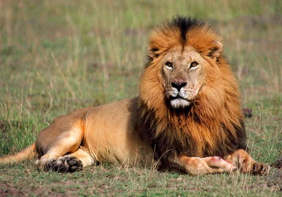hunting-lions-in-africa.jpg