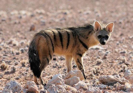 plains-game-african-aardwolf.jpg
