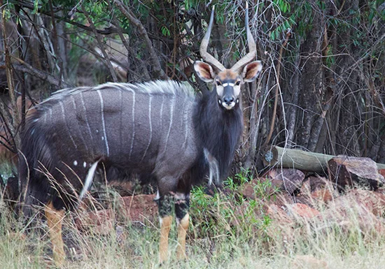 hunting-nyala.jpg