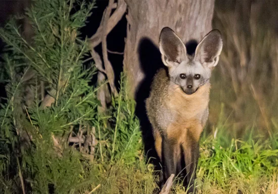 plains-game-african-bat-eared-fox.jpg