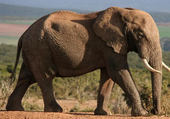 plains-game-african-brown-elephant.jpg