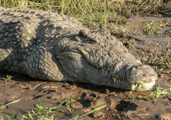 plains-game-african-crocodile.jpg