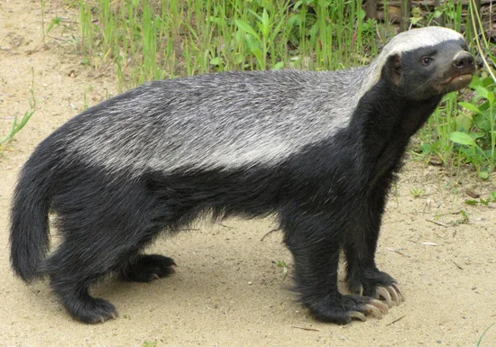 plains-game-african-honey-badger.jpg
