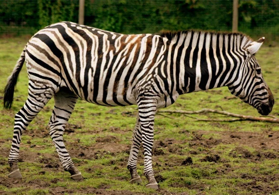 plains-game-african-plains-zebra.jpg