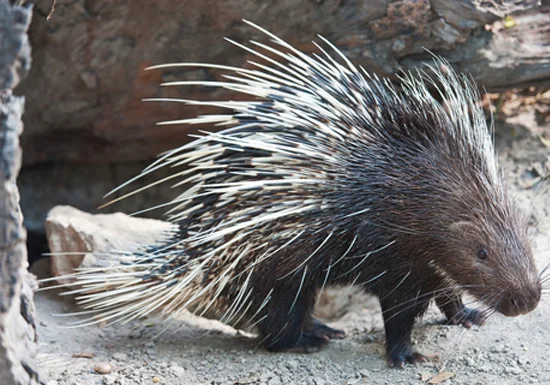 plains-game-african-porcupine.jpg