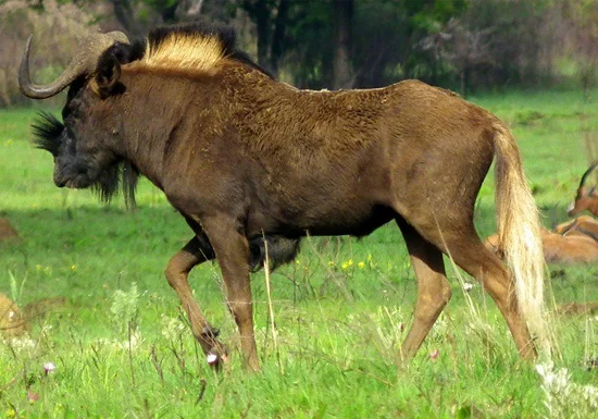plains-game-black-wildebeest.jpg