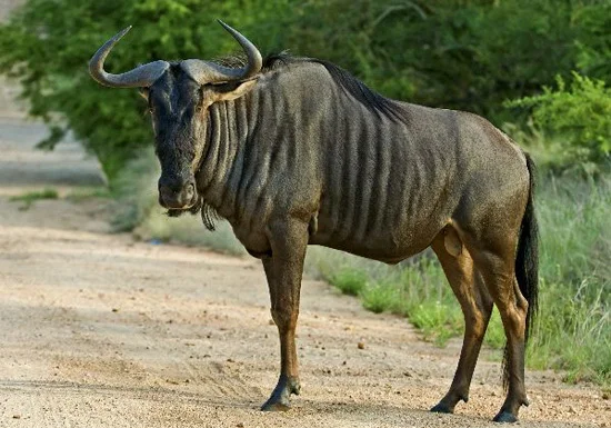plains-game-blue-wildebeest.jpg