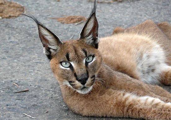 plains-game-jackal.jpg