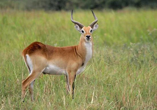 plains-game-lechwe.jpg