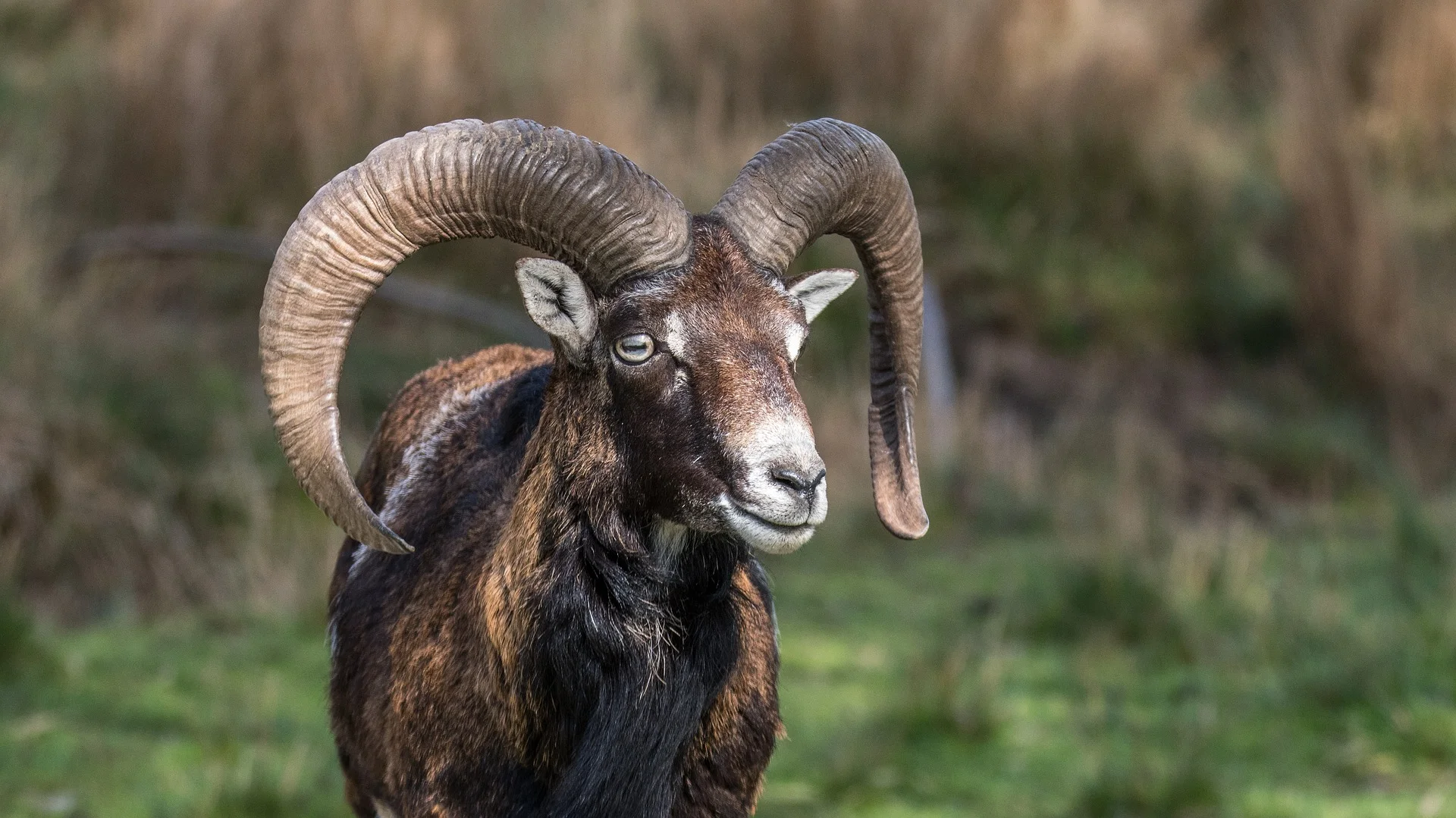 Mouflon
