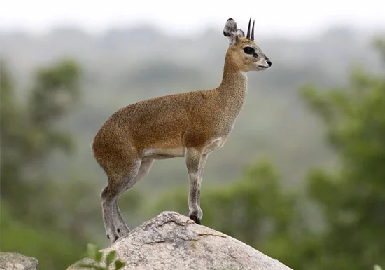 Klipspringer