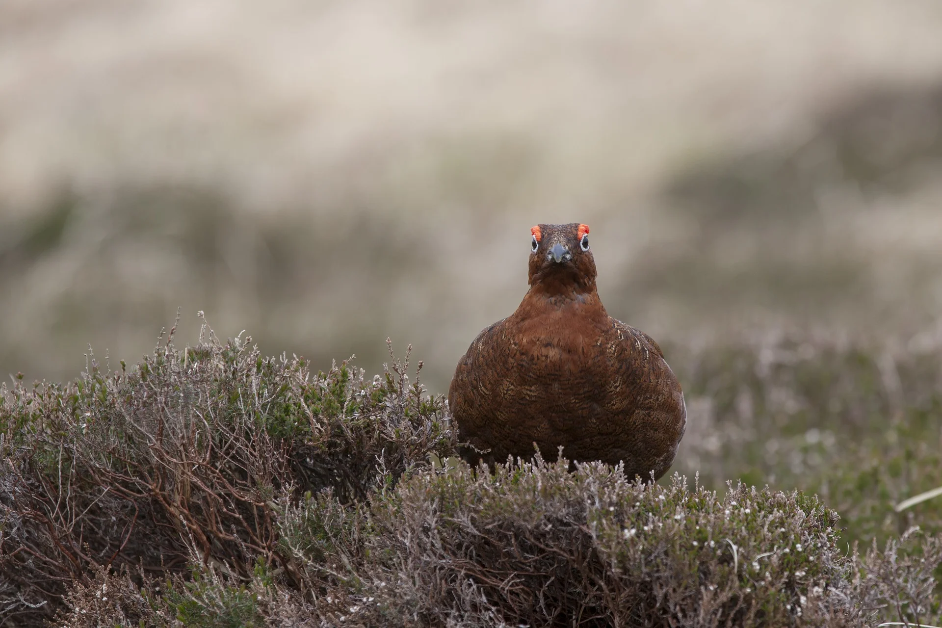 grouse shooting