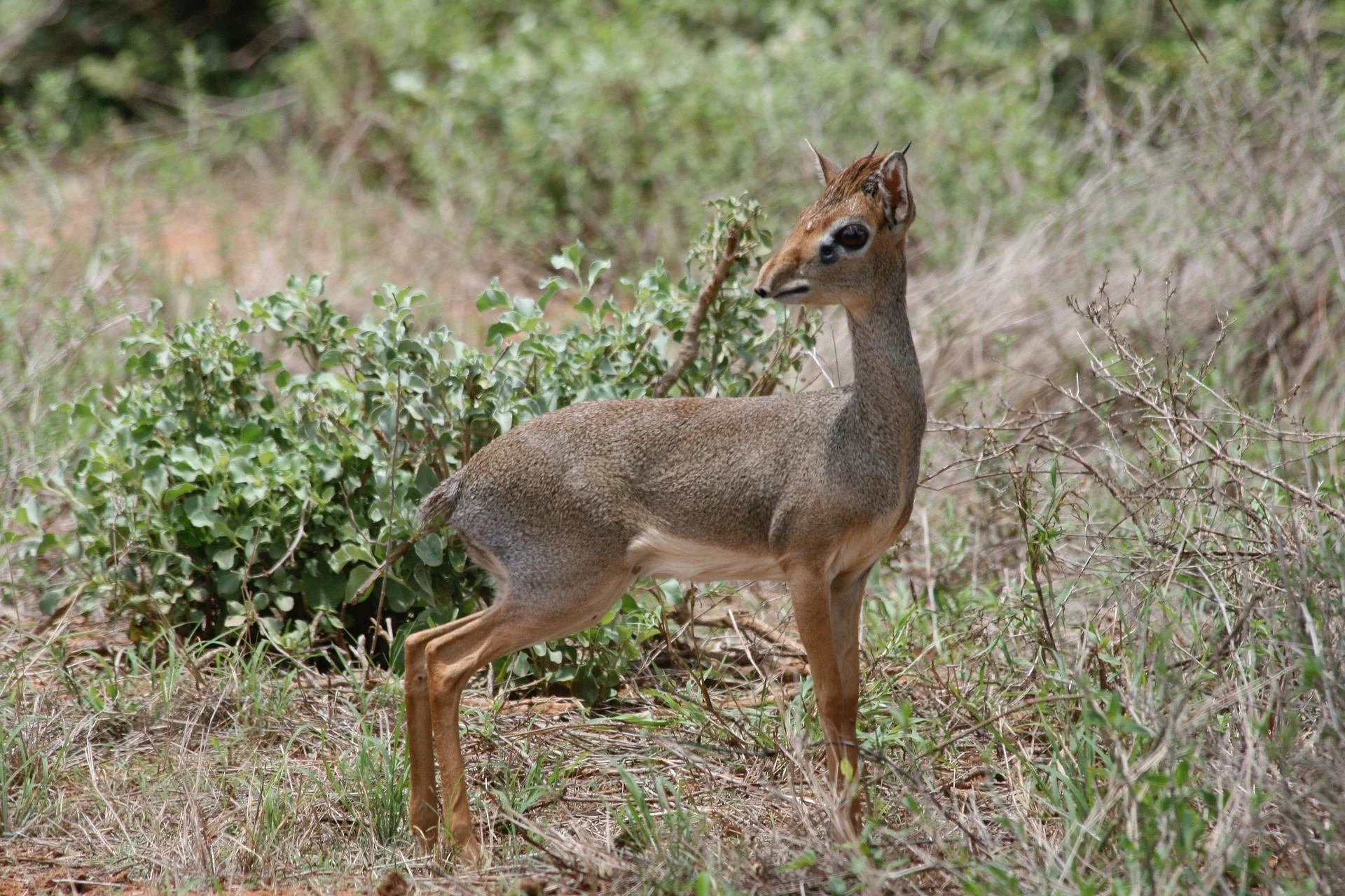 Dik Dik.jpg