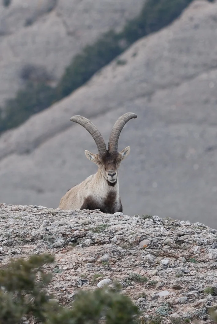 Spanish+Ibex.jpg