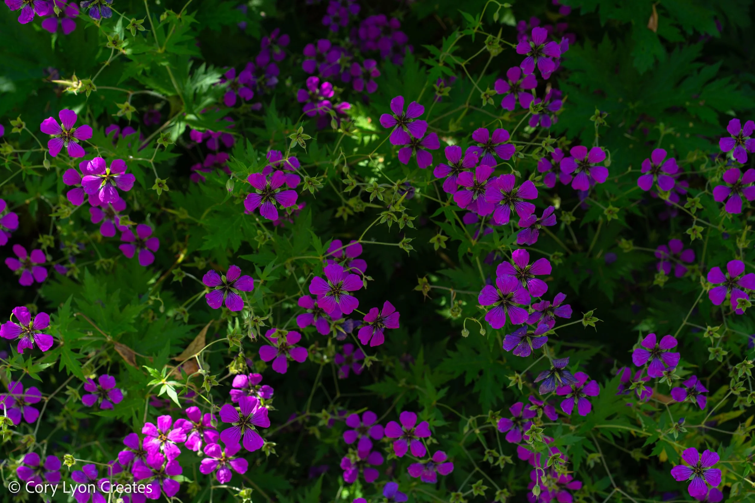 VanDusen Botanical Garden - July 05, 2021 10.jpg