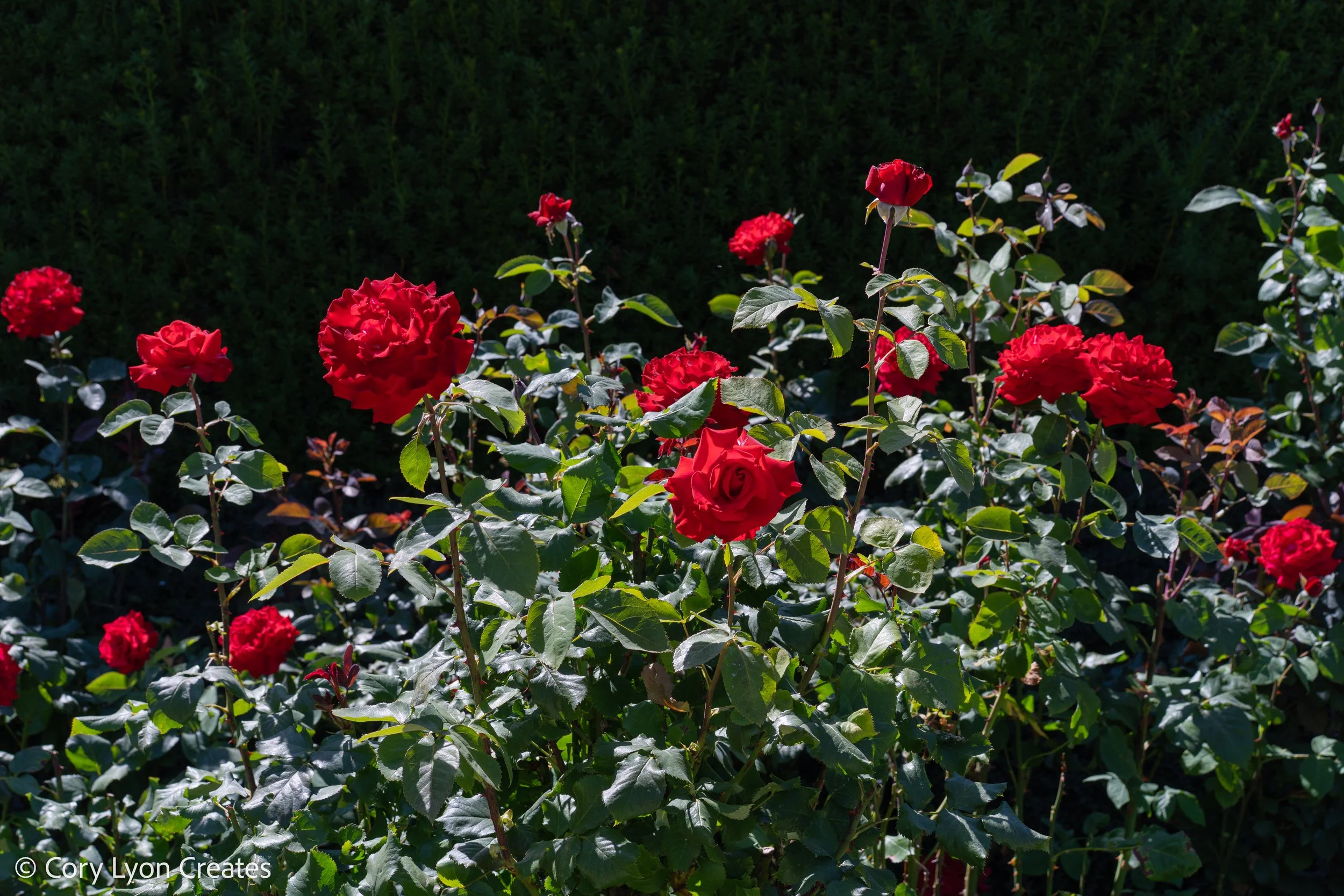 VanDusen Botanical Garden - July 05, 2021 18.jpg