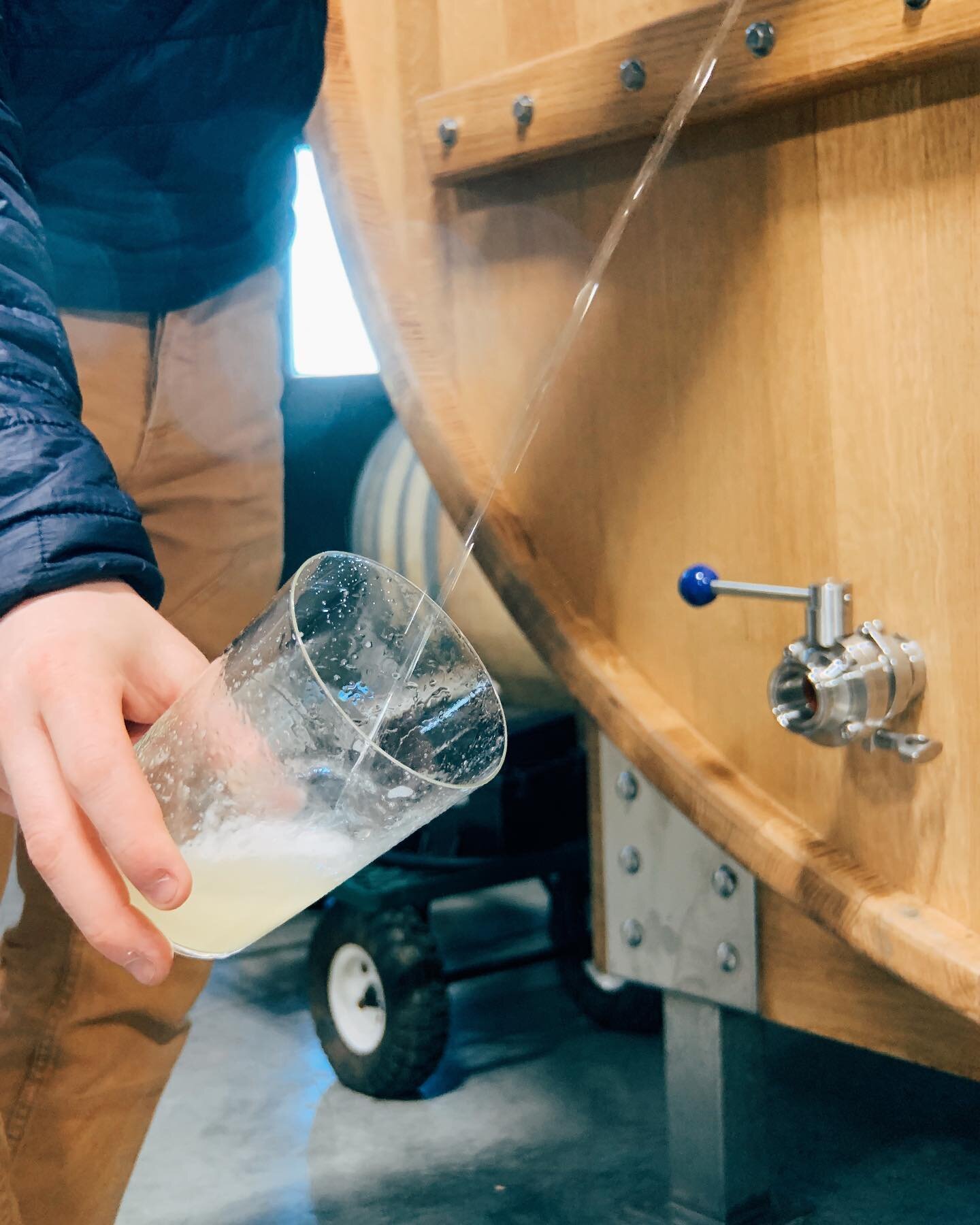 Tasting the 2020 vintage straight from the tank 💦 
-
-
-
-
#sagardo #sagardoa #naturalcider #txotx #nattyjuice #zerozero #columbiarivergorge #cider #sidra #craftcider #organicwine #naturalwine #nothingaddednothingremoved #nativecider #wildfermentati