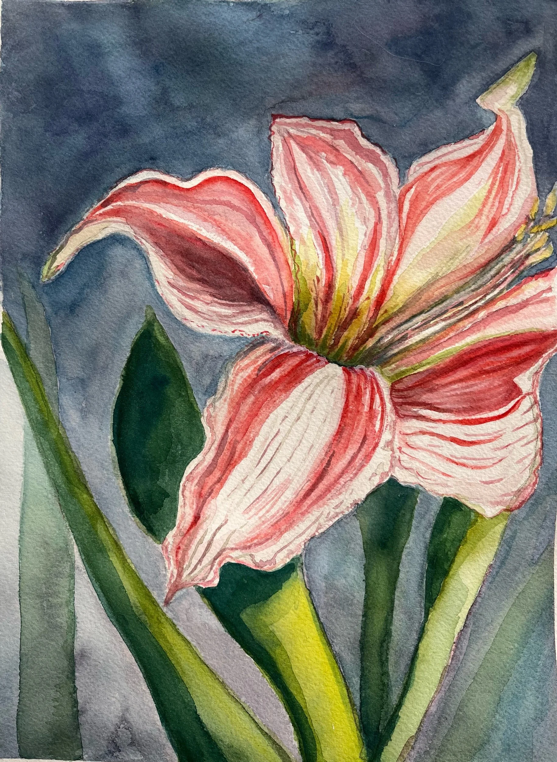 Amaryllis 