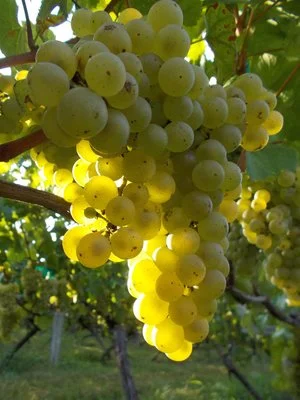 Chardonnay+jim+2500.jpg