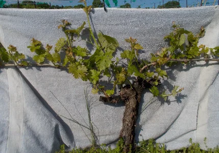Before Thinning