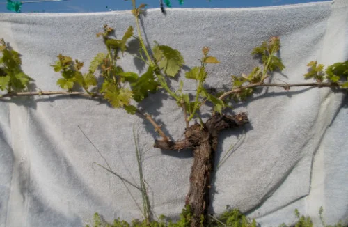 After Thinning