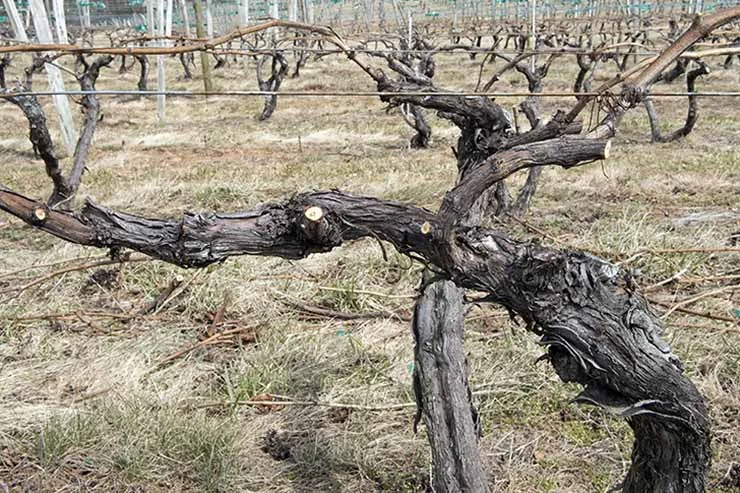 Pruning_2935_k.jpg