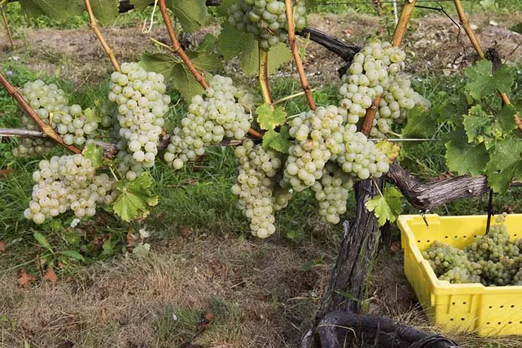 Harvest_1581_k.jpg