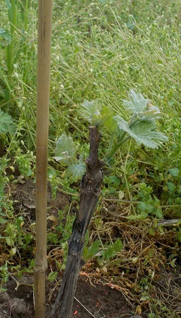 Terroir.jpg