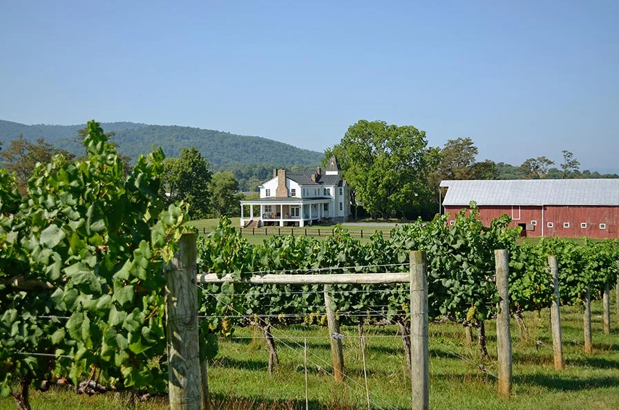 Boissard vineyard_0009_72_896_6.jpg