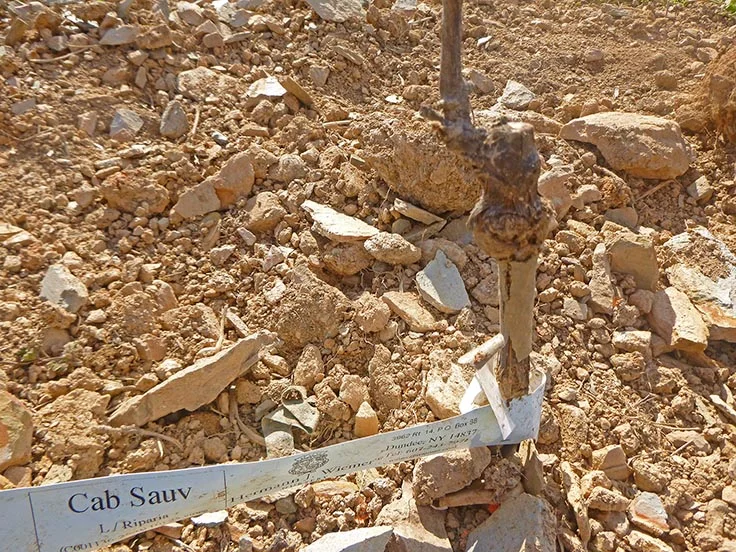 Cabernet loves rocky soils.