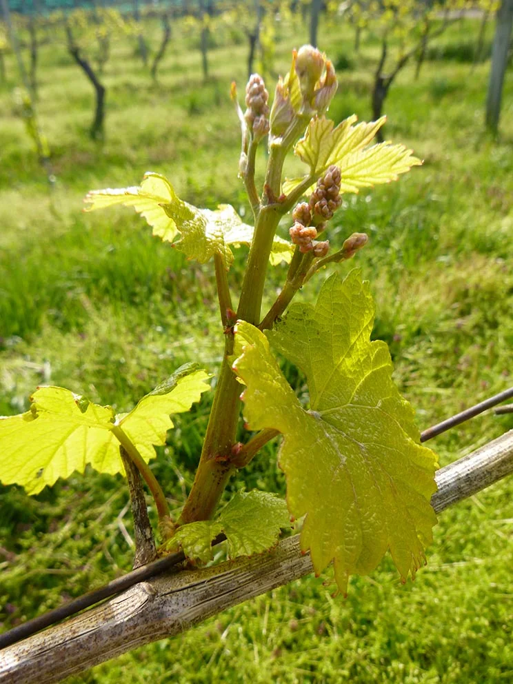 Budbreak