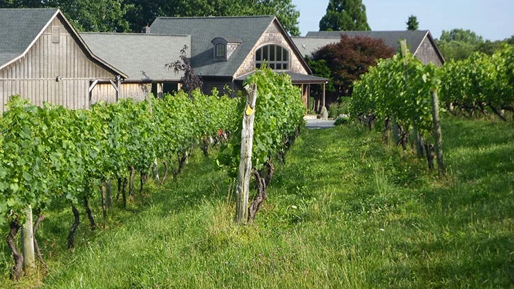 After green work: positioning and hedging creates uniform and well coiffed shoots.