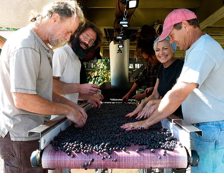 At the sorting table, from left to right: Jim Law, Jonathan Weber, Shari Avenius, Richard Boisseau