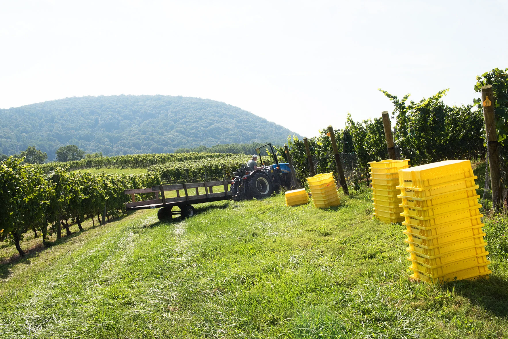 The tractor enters between rows of vines