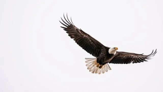 Eagle soaring representing hope, strength and growth.