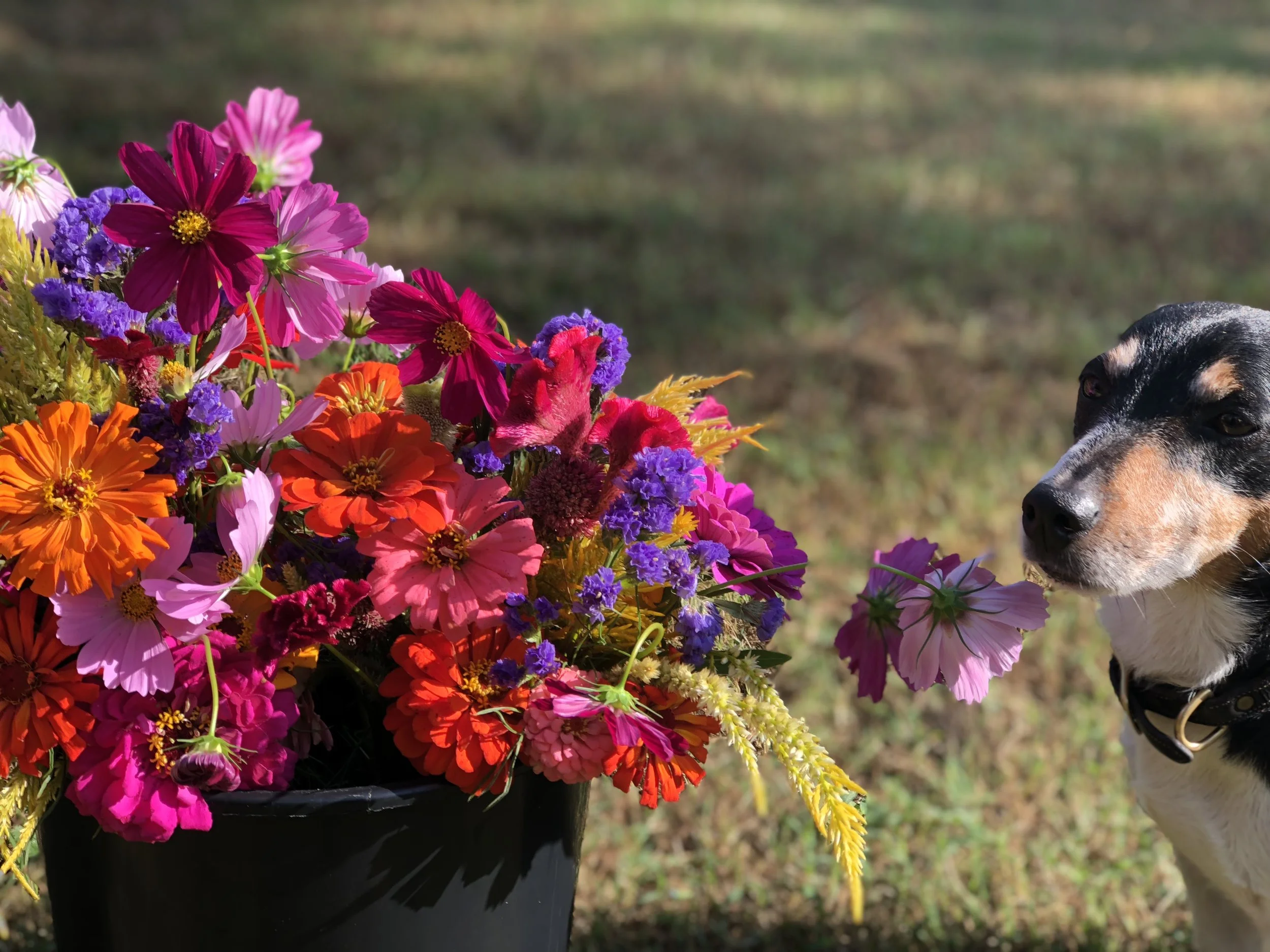 Noodle is part of the Inspection Dept at the farm!