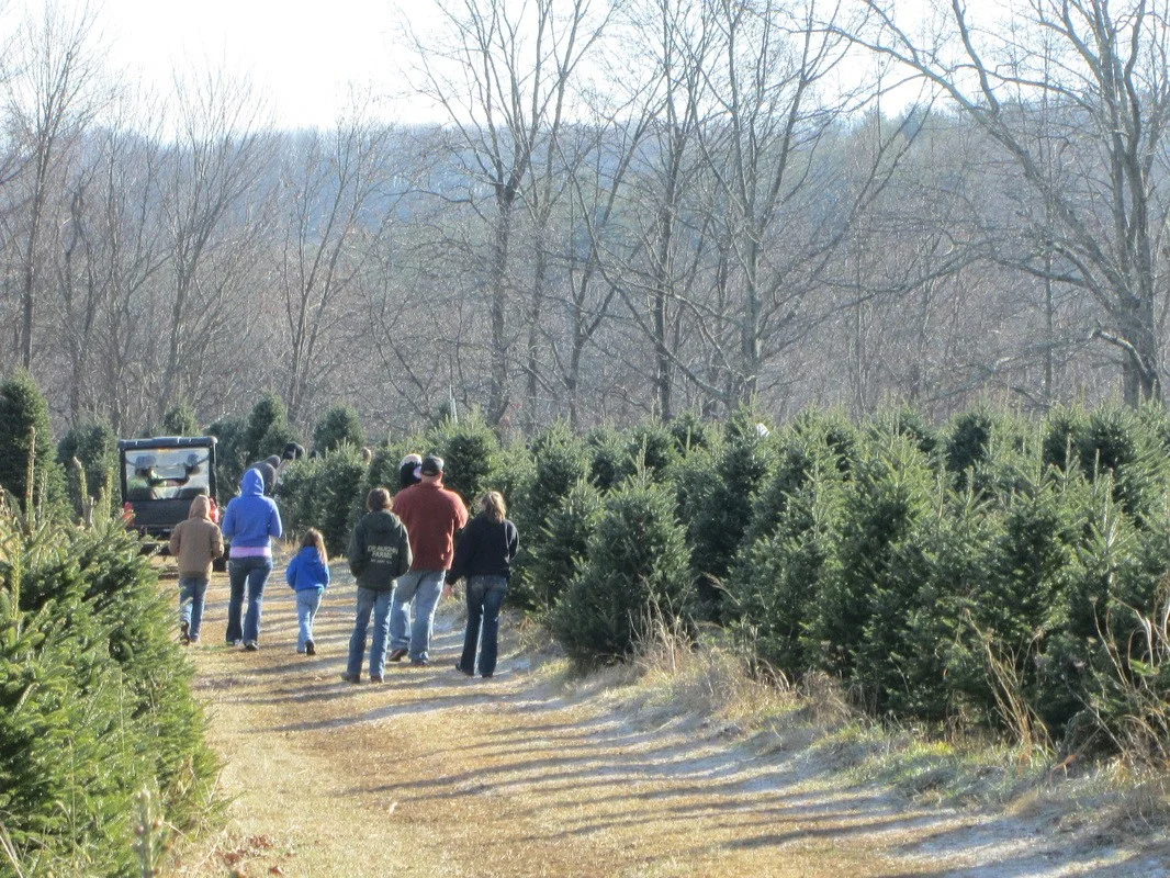 River Hill Tree Farm Photo.jpg