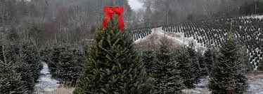 Andrew's Tree Farm& Nursery LLC Photo.jpg