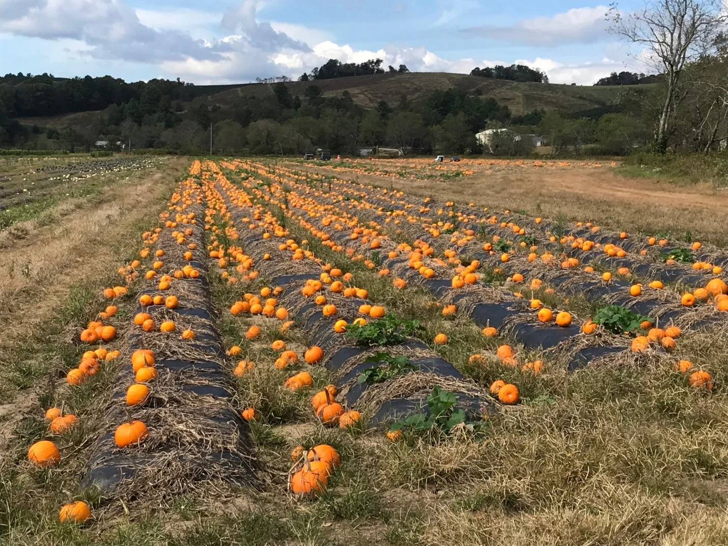 Pumpkins 1.jpg