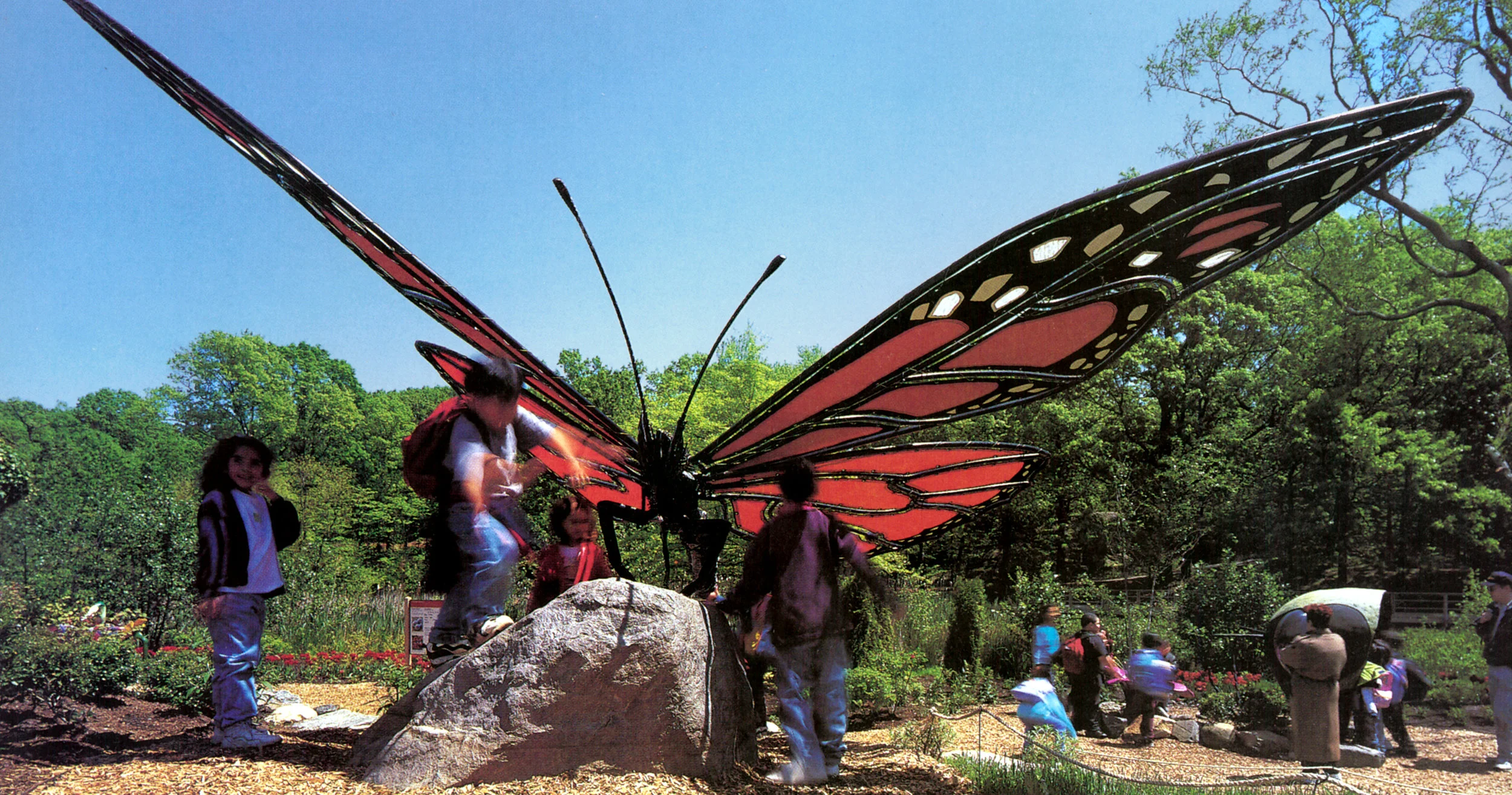 BUTTERFLY-cropped.jpg