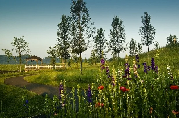 37 1774 wildflowers.jpg