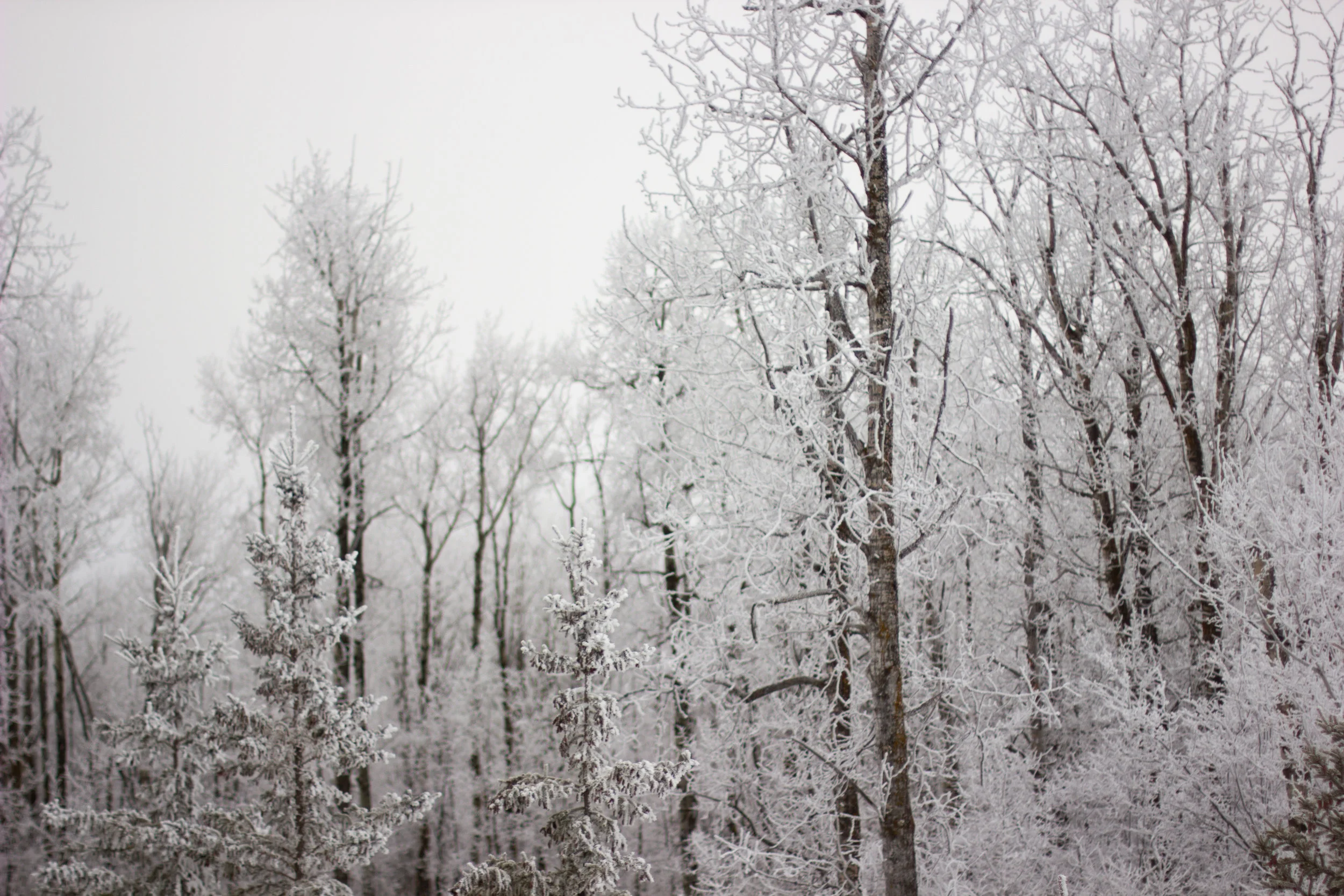 The sacred of winter.