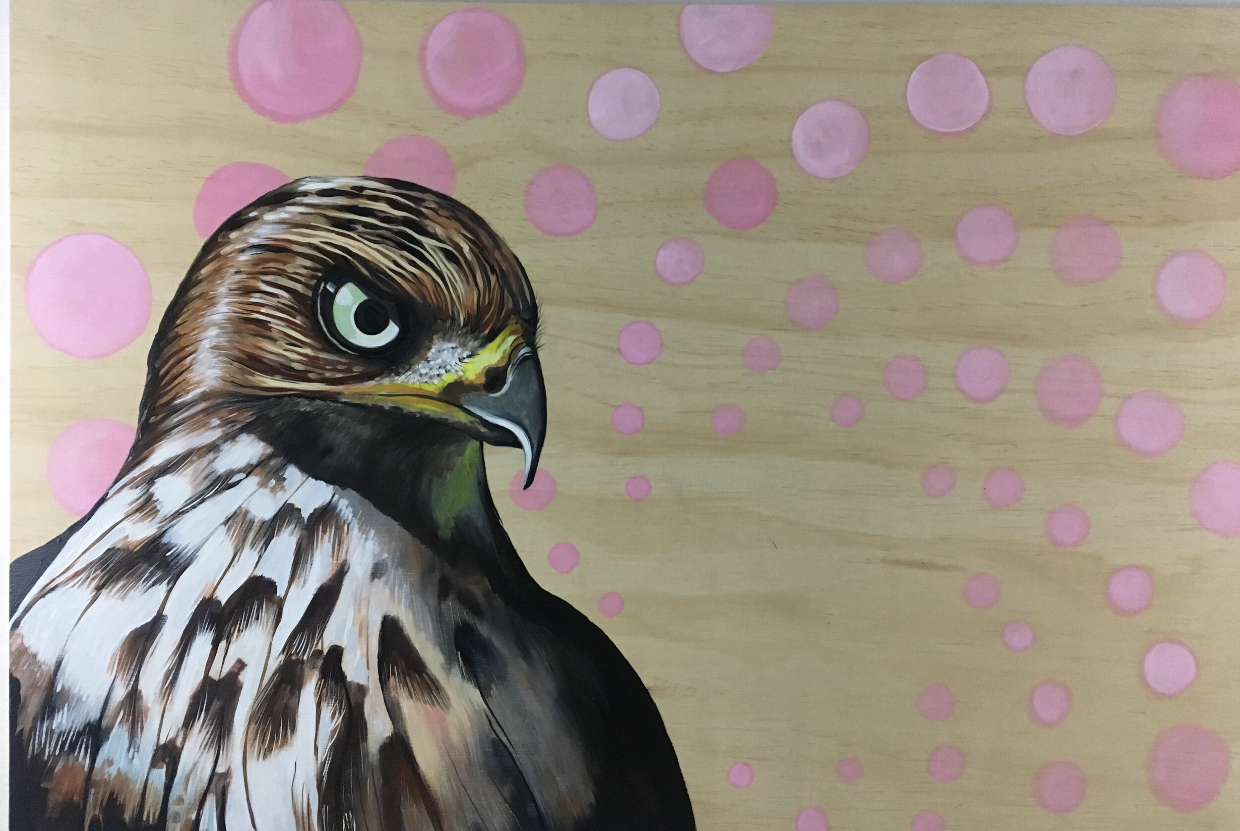 Cooper's Hawk.jpg