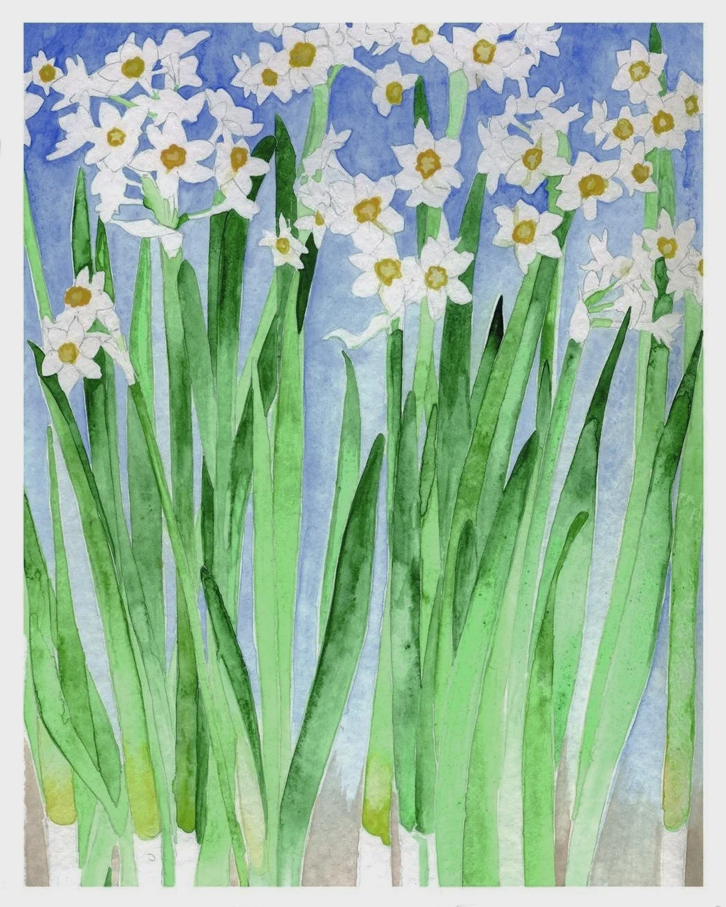narcissusweb.jpg