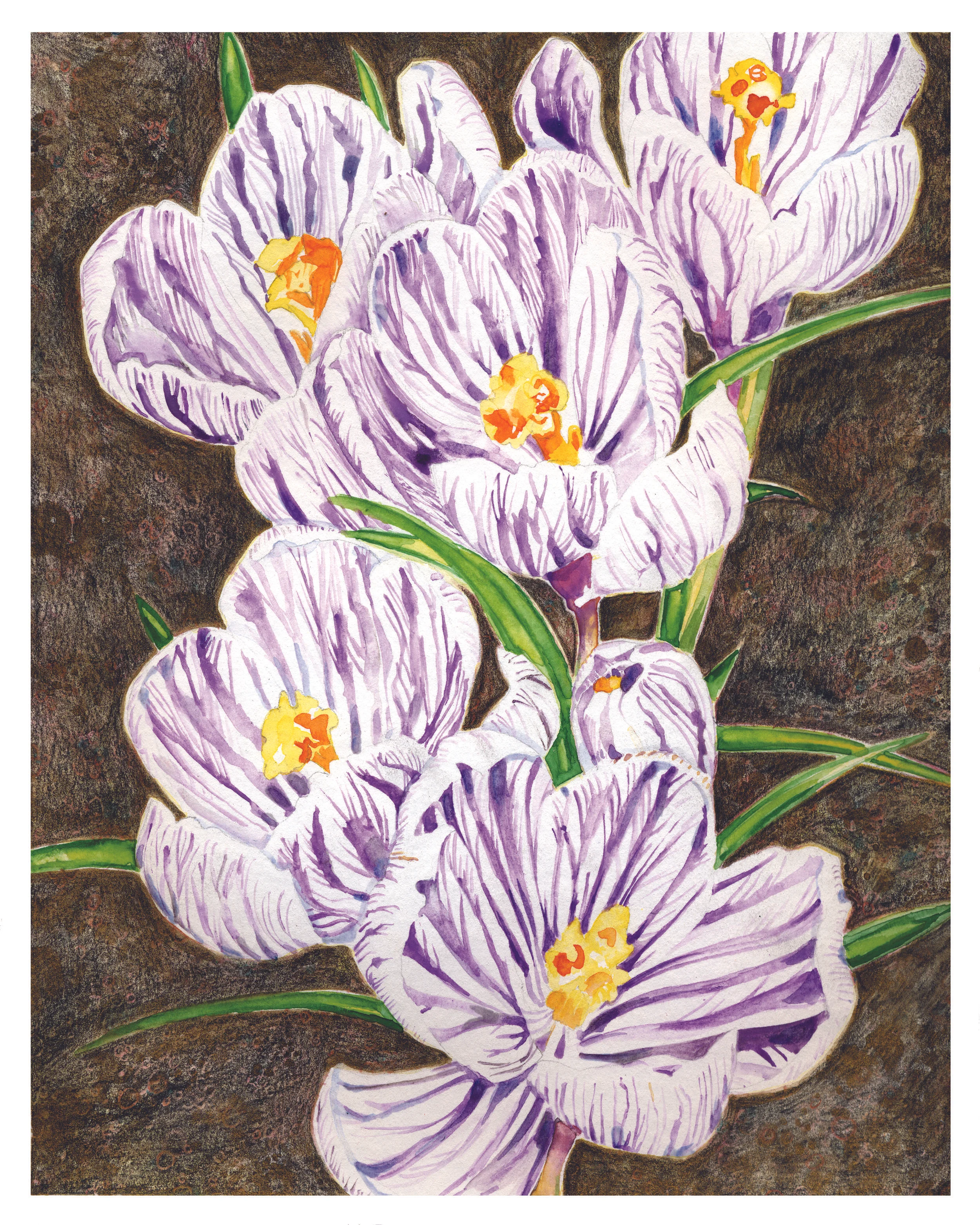 crocusweb.jpg