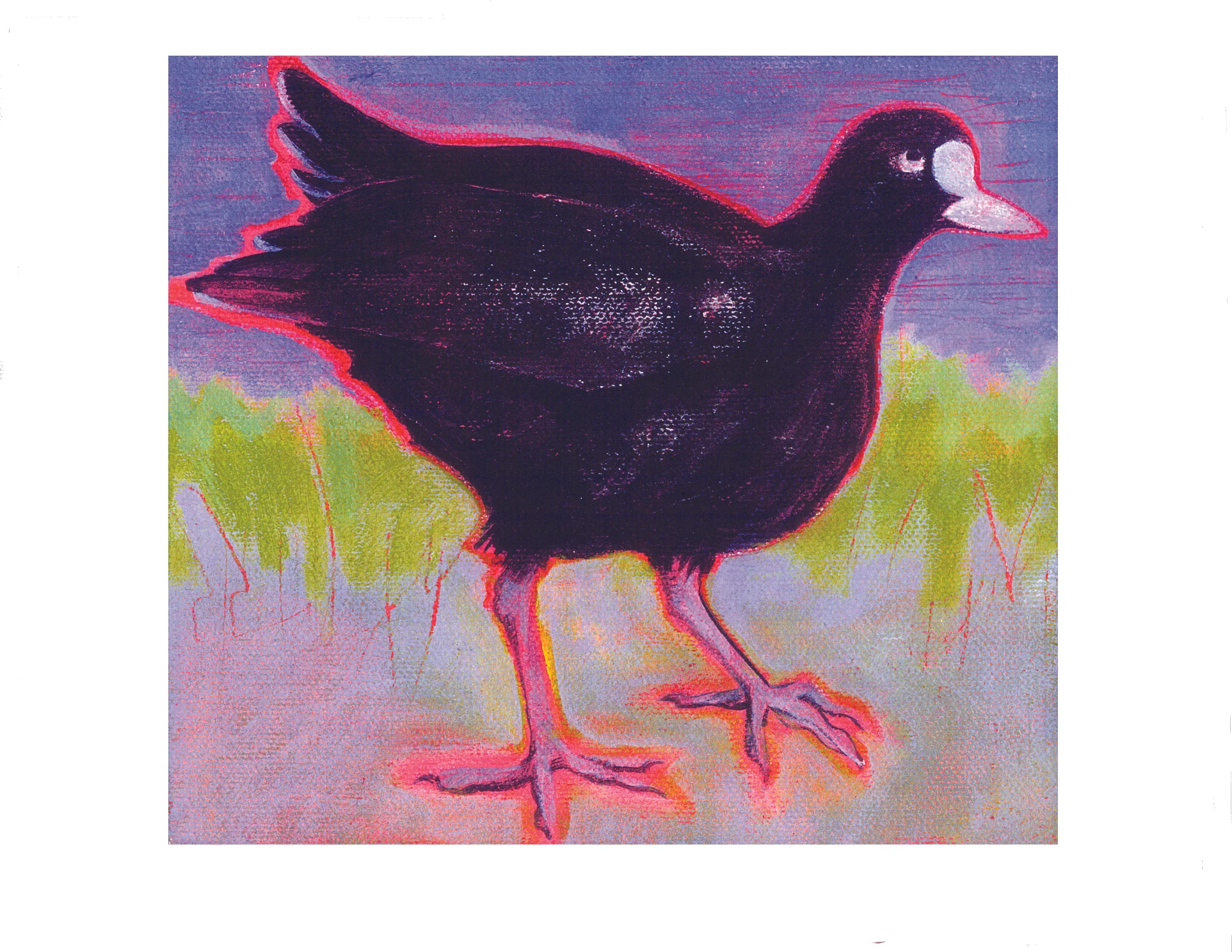 australian coot.jpg