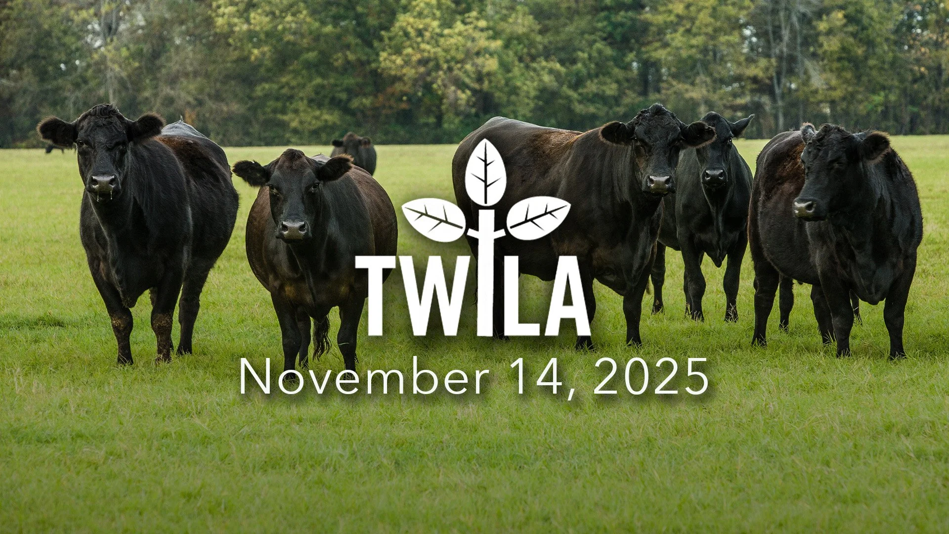 TWILA : November 14, 2025 