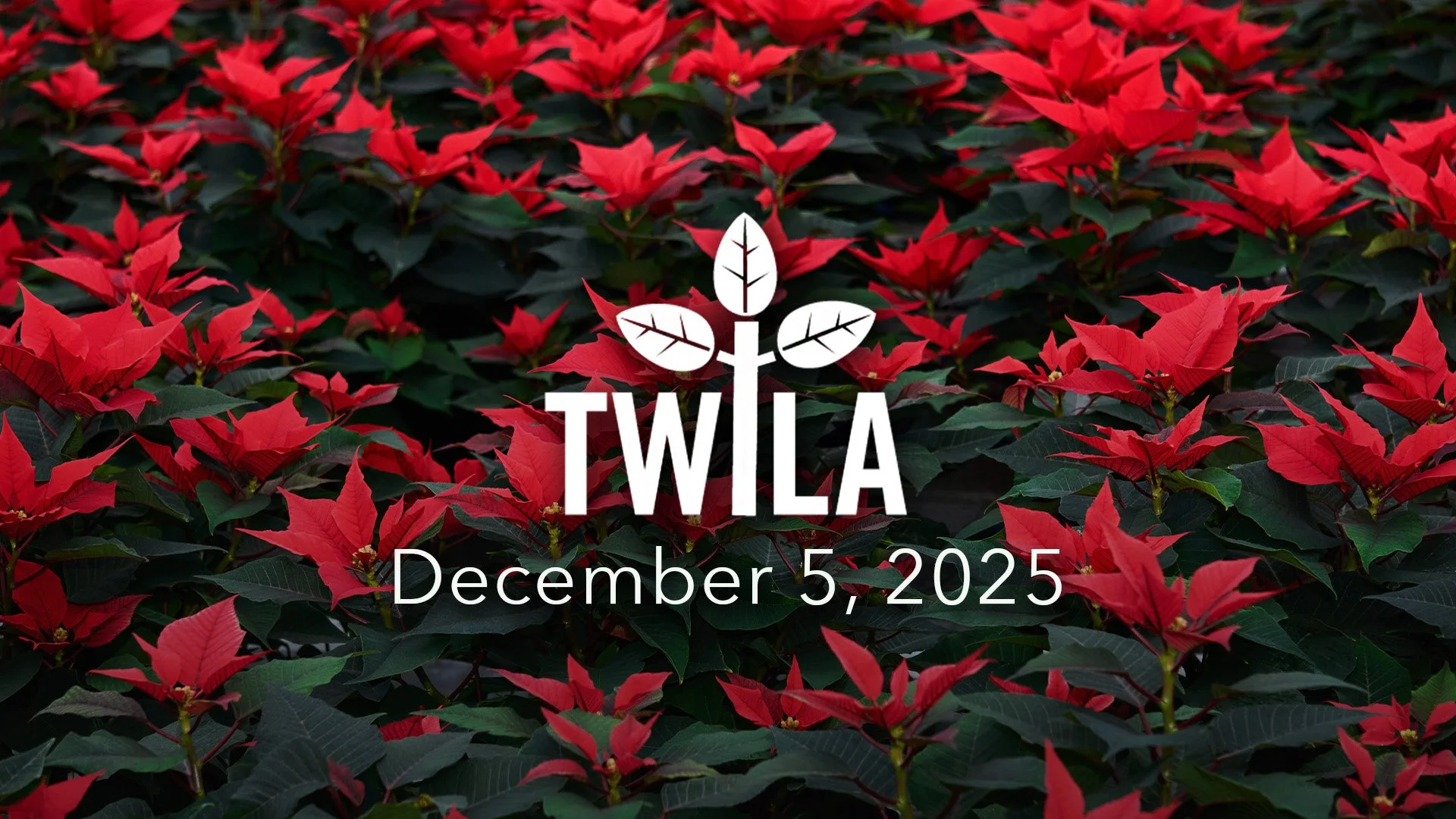 TWILA : December 5, 2025