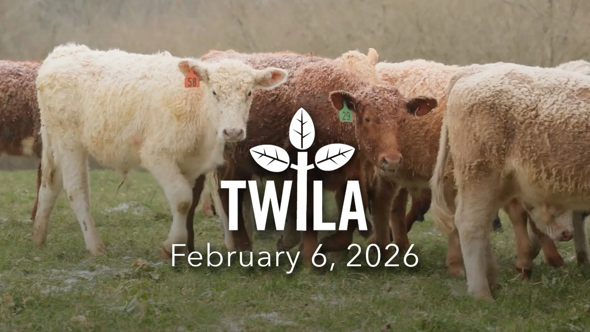 TWILA : February 6, 2026